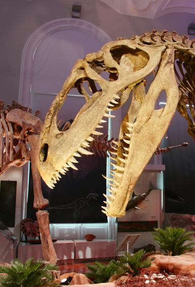 Luonnontieteellisen museon giganitosaurus