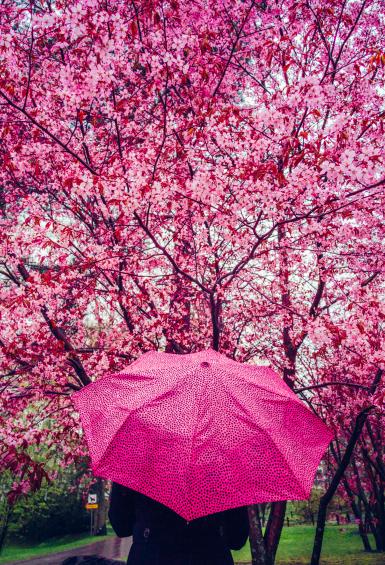 It's in May at Roihuvuori park, and a person stands with their back to the camera, holding a pink umbrella in front of Cherry Trees in full blossom.