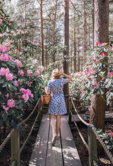 A woman carrying a basket and walking away from the camera, walks on the duckboards between large bushes with pink flowers and tall Spruce trees in the Rhododendron Park in Haaga