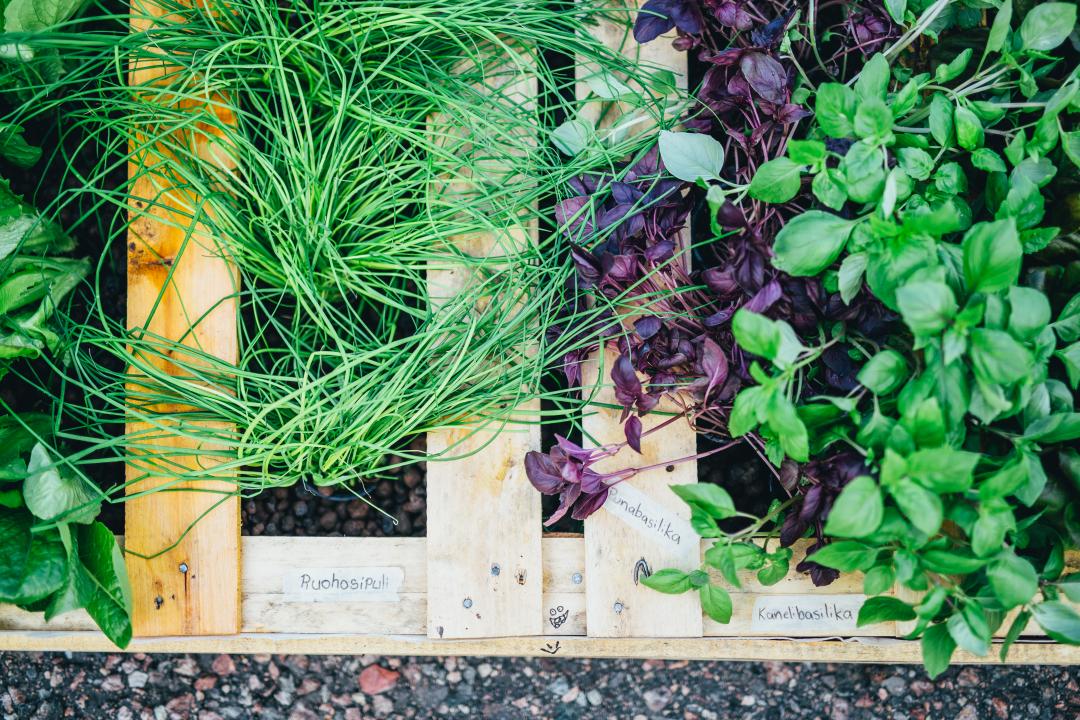 A close up from above of various salads and herbs growing through the slats of a pallet.