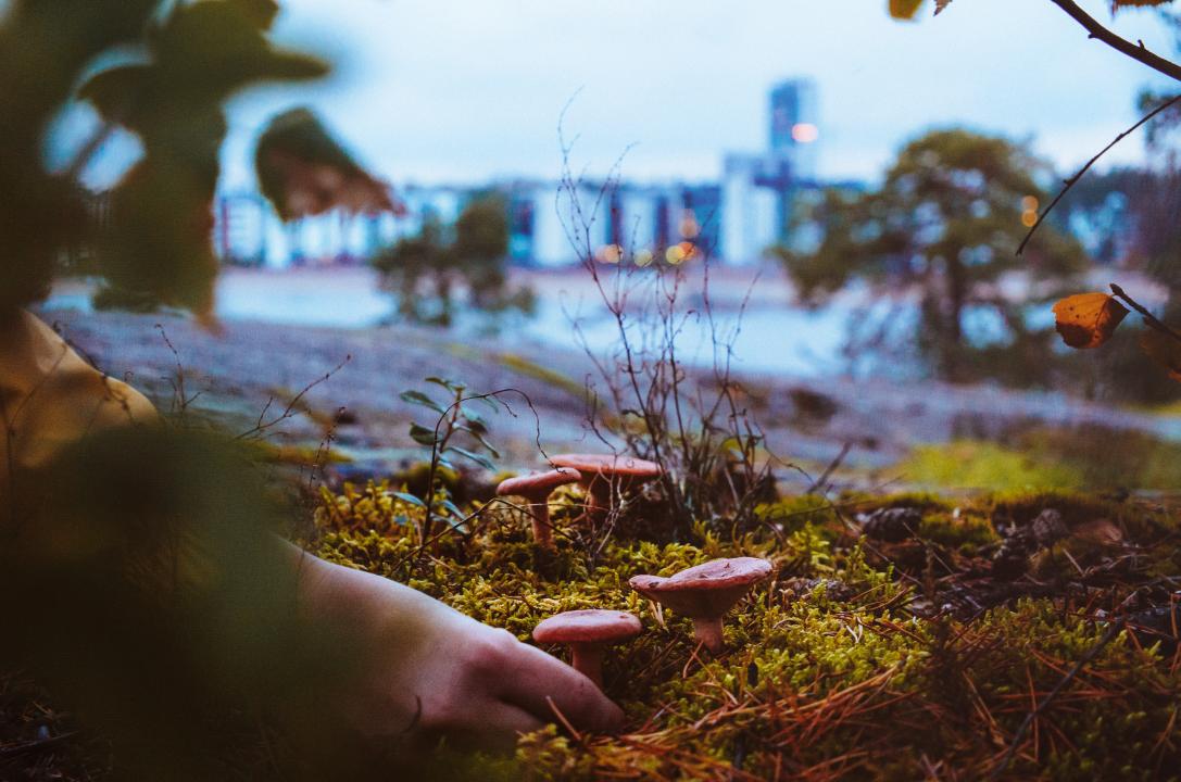 A close up of someone's hand reaching from the left to pick mushrooms from the mossy ground on Vuosaari. Apartments can be seen across the water in the distance.  