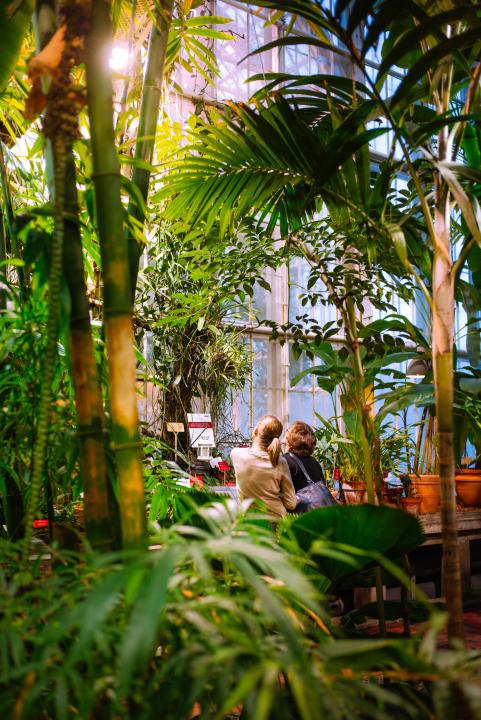 Interior of Kaisaniemi Botanic Garden's conservatory, where the sun shines through the windows into an area surrounded by a variety of large and verdant green foliage. In the distance and at the center of the photo, two people are looking closely at a vanilla plant.