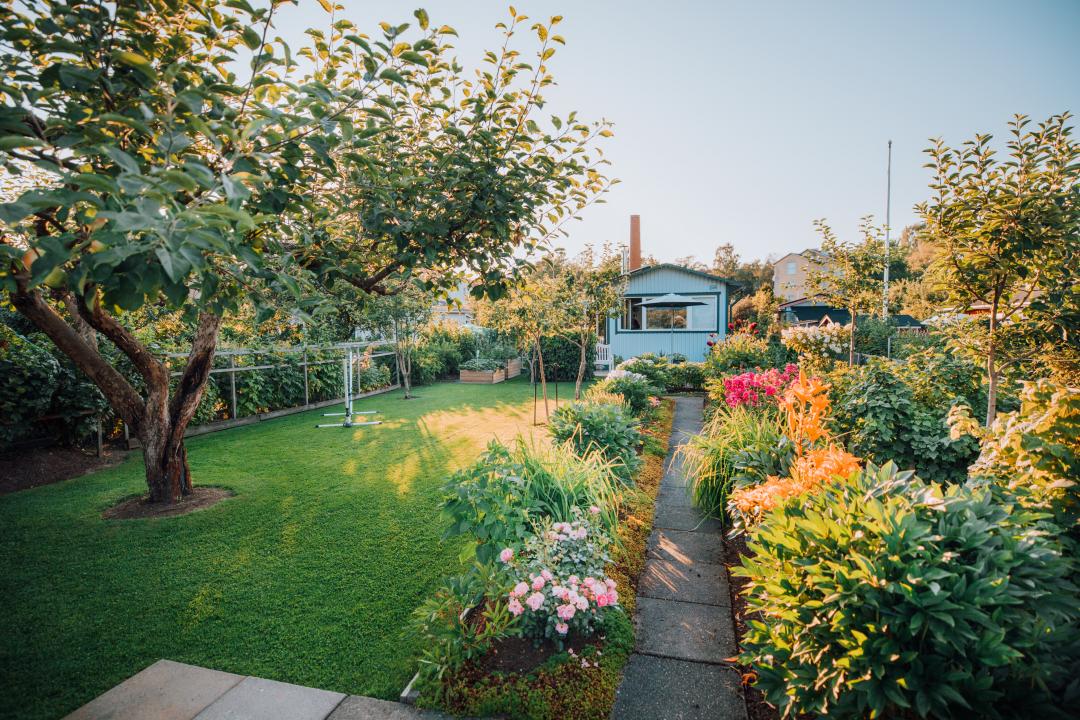 Standing at the end of a beautiful Kumpula allotment garden, a small path leads to a white hut, a green lawn to the left of the path and various small bushes and trees to the right of it. A small tree stands in the allotment garden in the middle of the lawn.