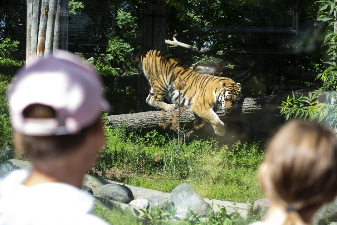 Kids watching a tiger at Korkeasaari Zoo