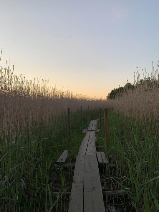 Duckboards set between a field of reeds over 2 metres tall, create a pathway to the Kuusiluoto rocks. The sun glows gently orange over the reed tops against a dusky blue sky.