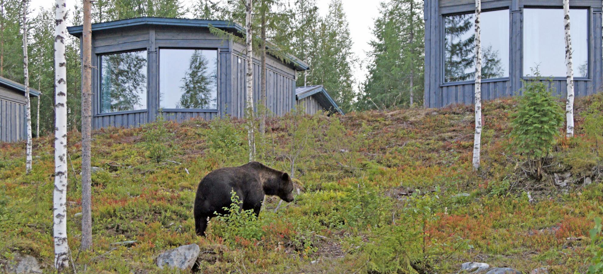 Bears infront of the cabins
