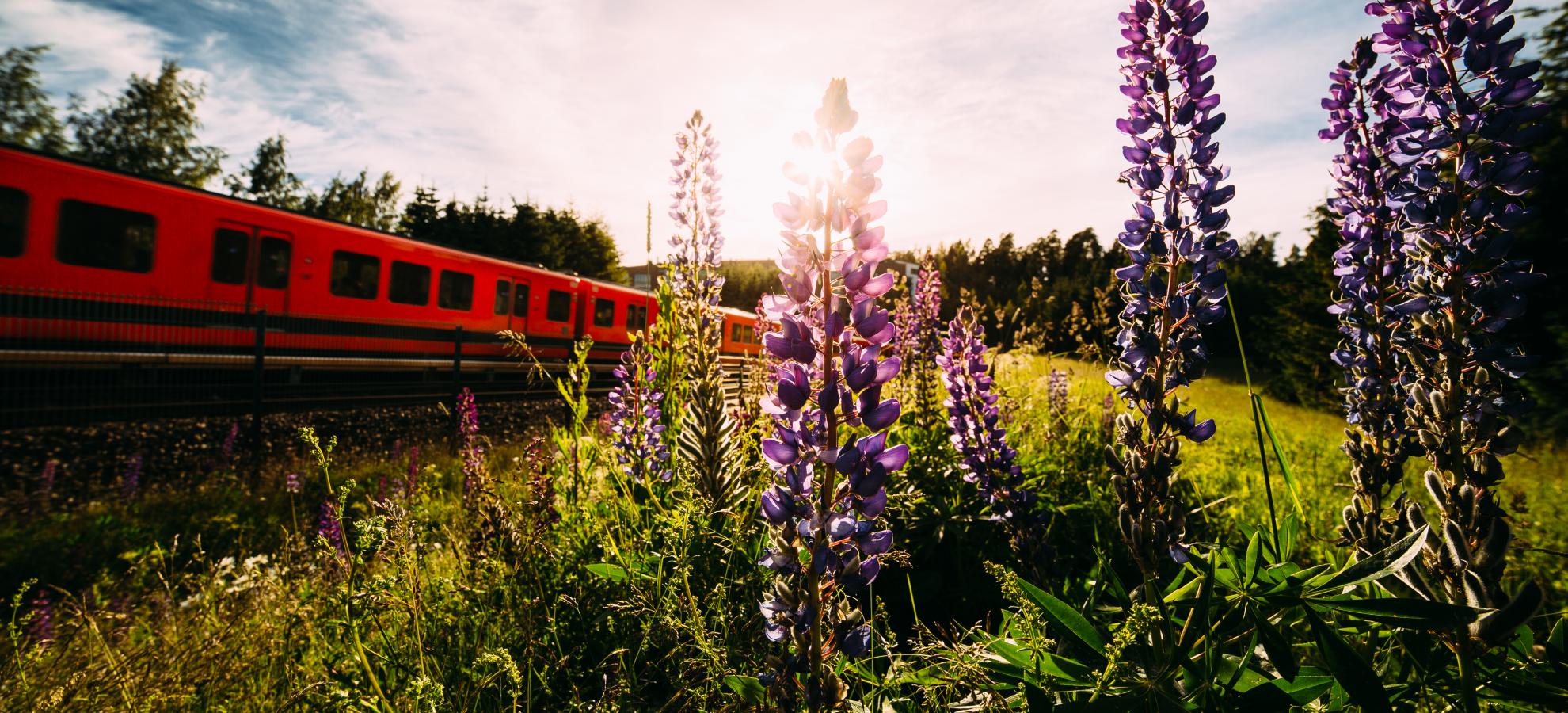 Half a dozen Lupins stand on a grassy bank in the foreground, while a metro train passes by on the left of the picture under a sunny, blue sky.