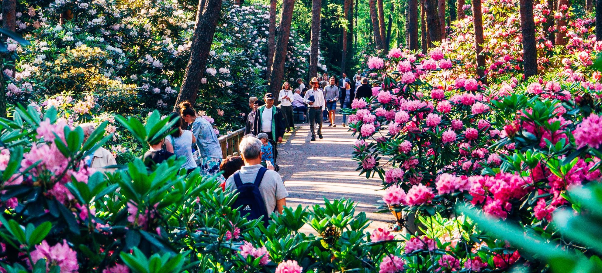 Portrait orientation. At the Rhododendron Park, a path surrounded by large bushes full of pink flowers leads into the distance with spruce trees stretching many metres high. Small groups of people are walking, admiring the flowers.