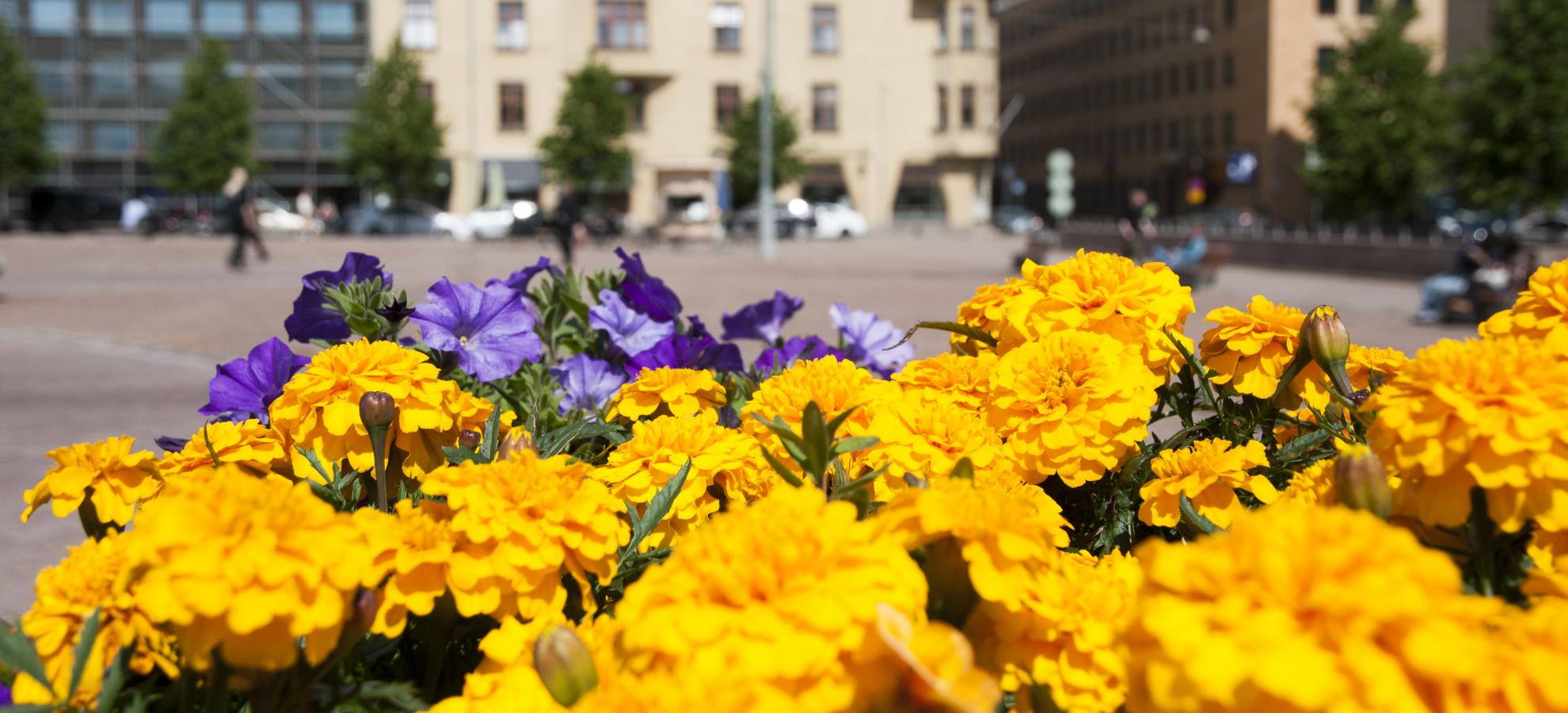 With bright yellow and purple flowers close up in the foreground, Kasarmitori and some of the surrounding buildings stand out of focus in the background on a sunny day.