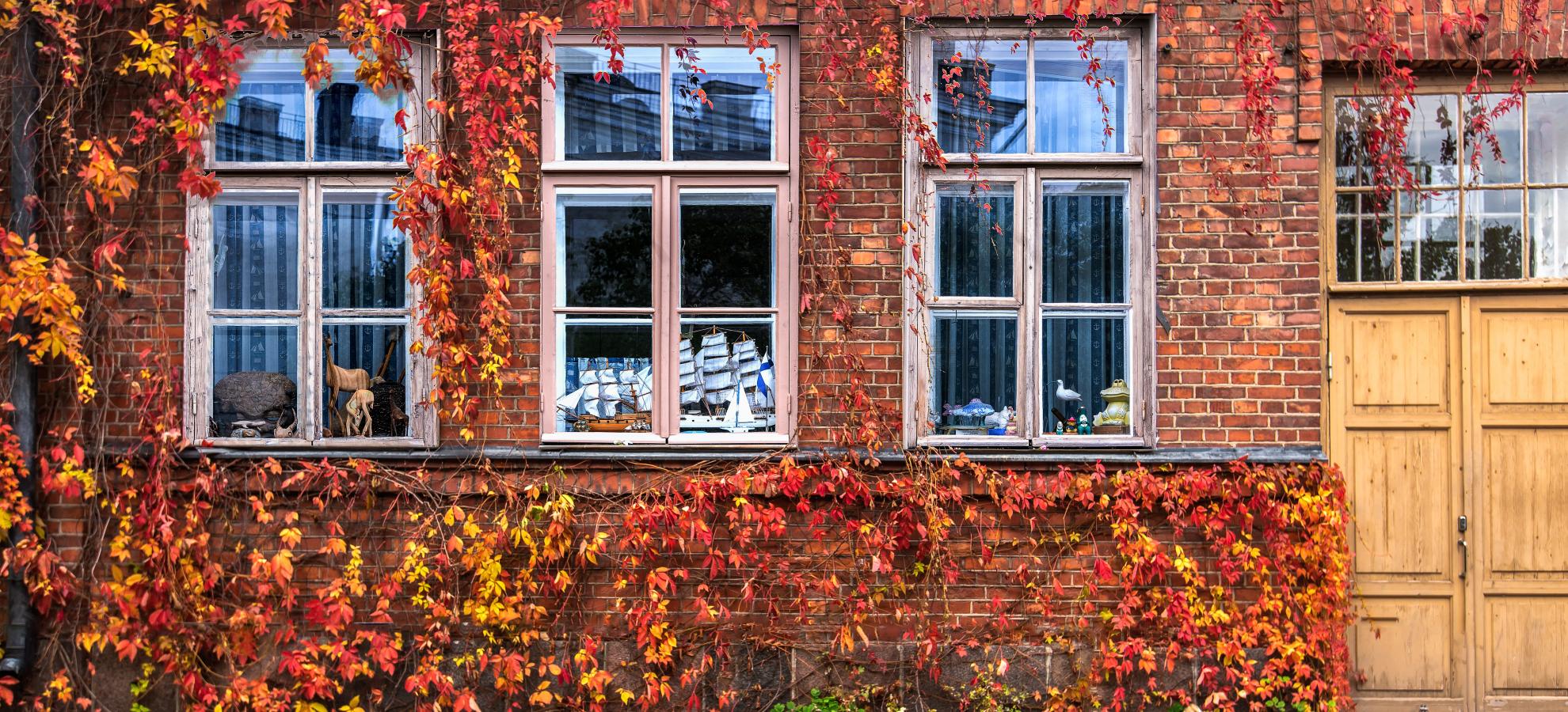 Side of a red-brick building on Suomenlinna, with 3 tall windows and a wooden double door to their right. Trailing vines underneath, from above and up the wall to the left are full of red and gold autumnal coloured leaves.