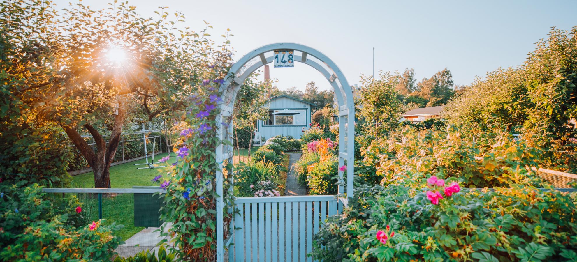 In Kumpula allotment garden a small white gate underneath a white, wooden archway, leads into a beautiful allotment garden in full bloom, surrounded by tall hedges and trees. In the foreground are large flower bushes in blook and at the end of tha path is a small white hut. 