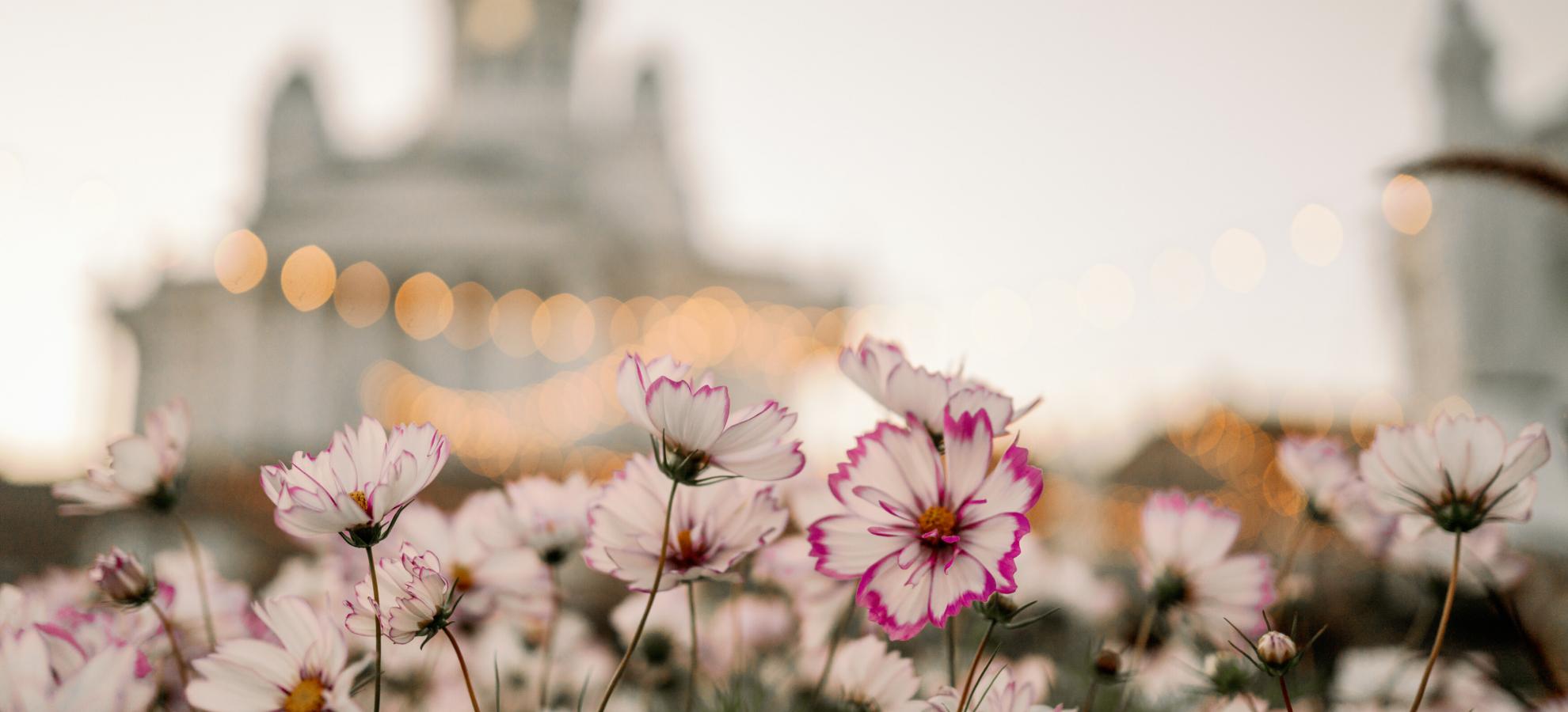 Close up of pink and white flowers, with the Helsinki Cathedral blurred in the background.