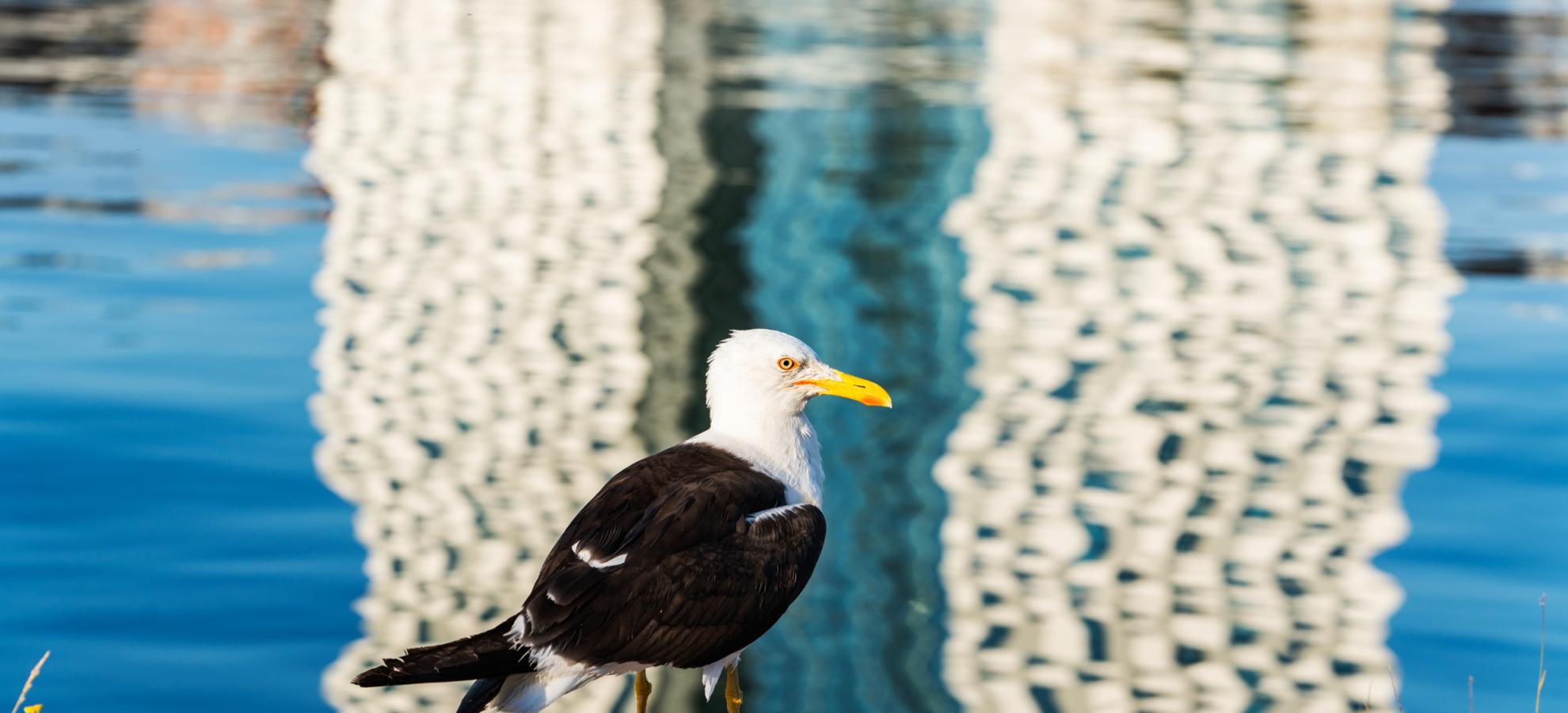 Seagull checking the sea.
